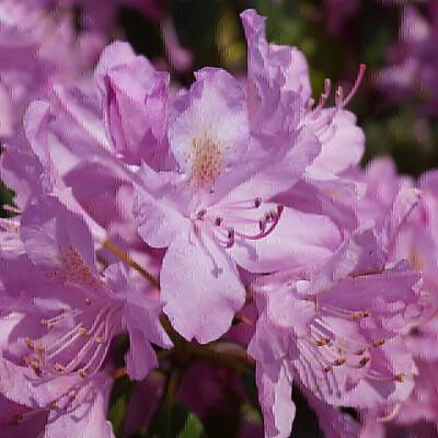 Rhododendron 'English Roseum'